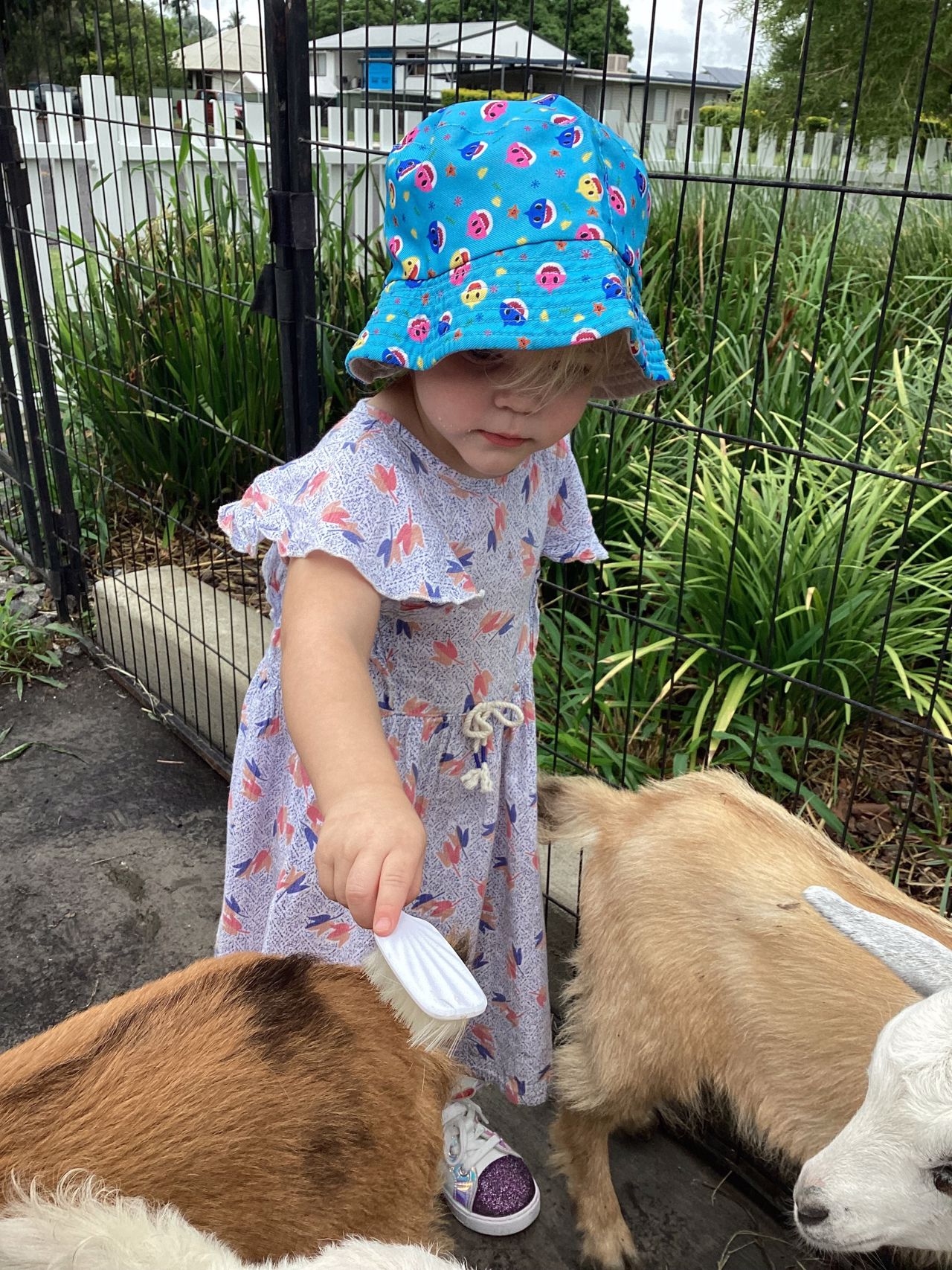 A child gently brushing a goat during an animal visit at First5Years Emerald.