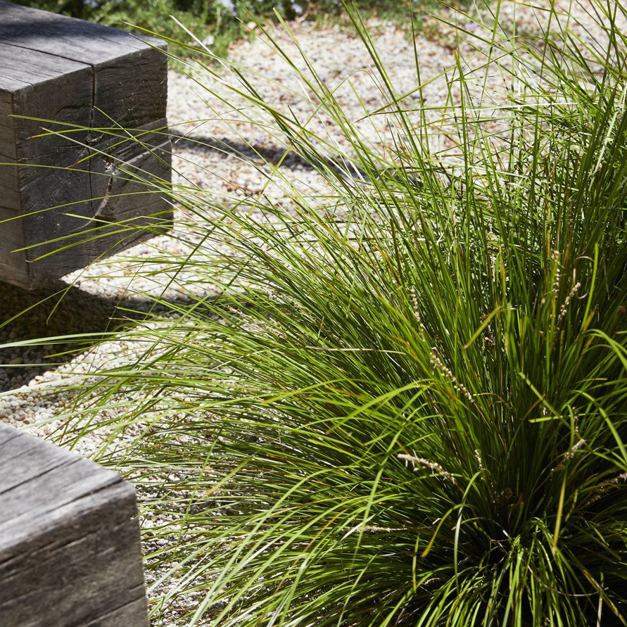 Reference image: tussock grasses beside weathered timber beams.