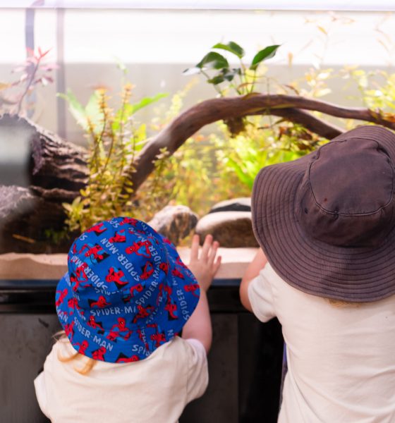 Two children seen from behind as they observe a terrarium together at First5Years Calliope.