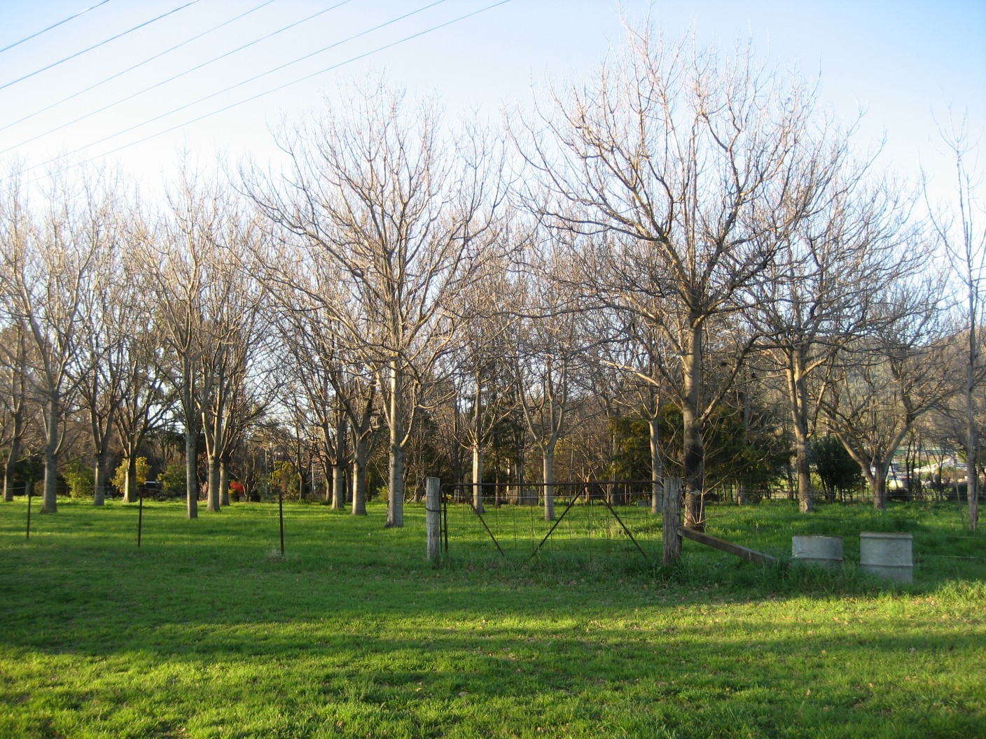 An orchard on the edge of Tamworth — rows of bare winter trees behind a wire fence and green pasture.