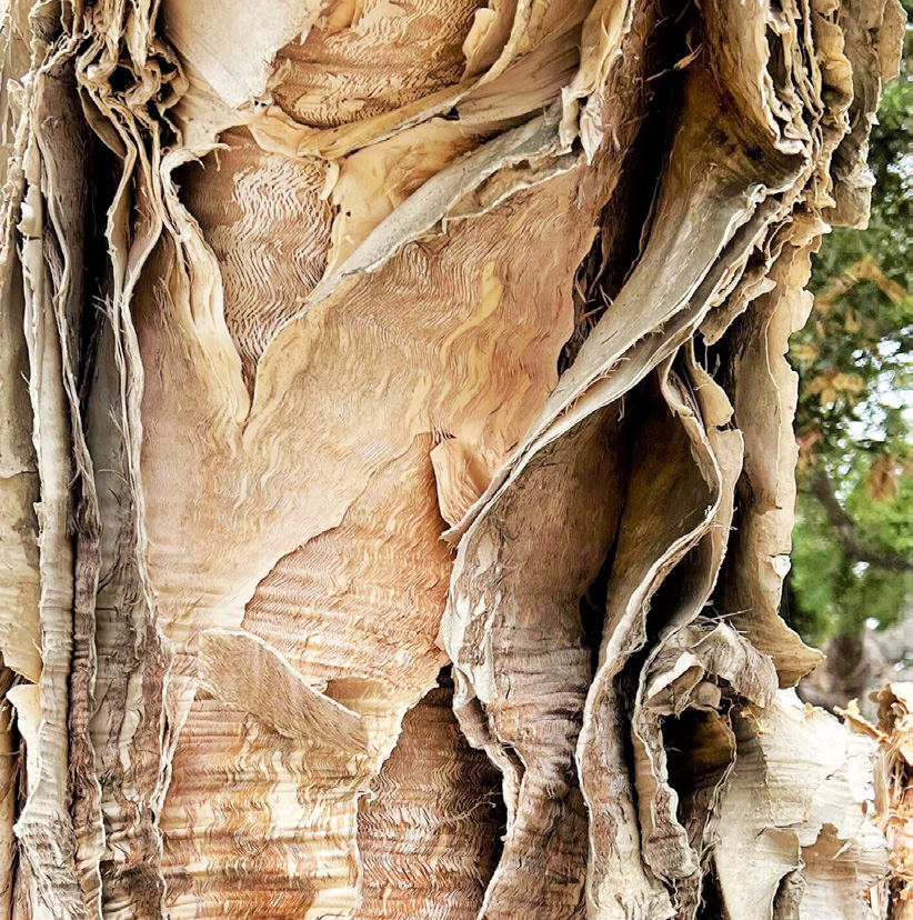 Reference image: close detail of textured, peeling paperbark.