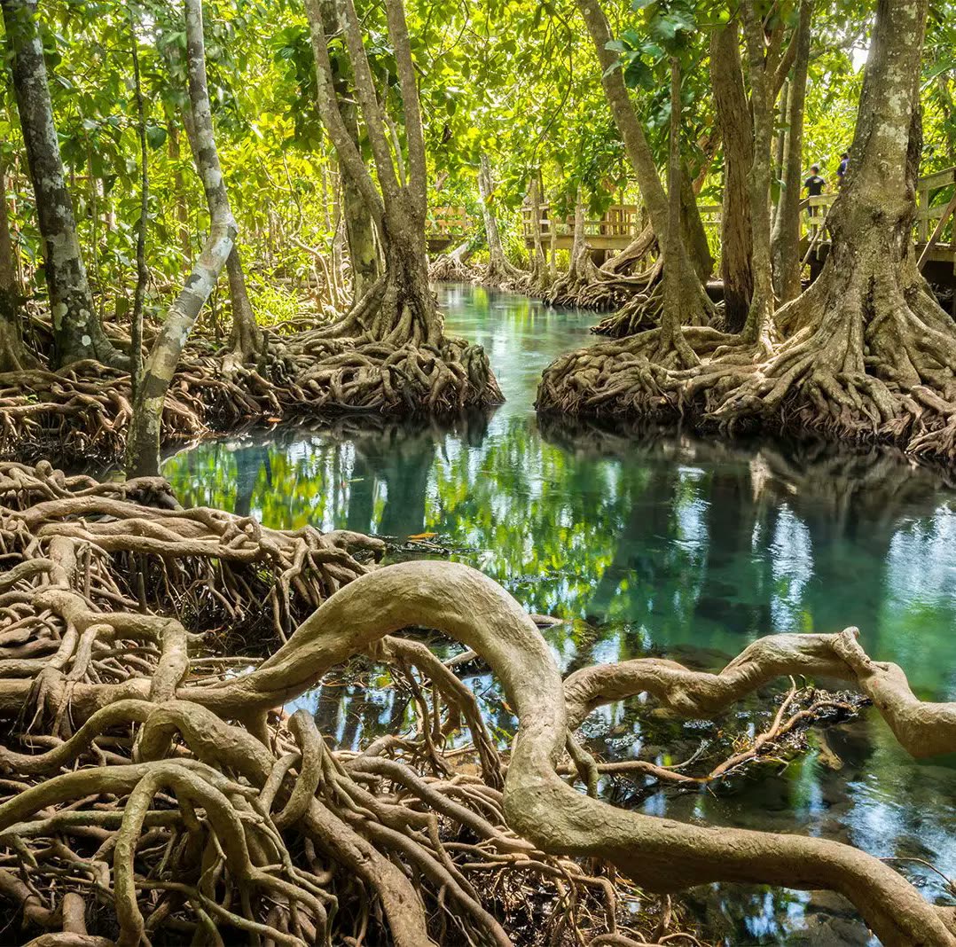 Mangrove roots reaching into still tidal water, with green canopy overhead.
