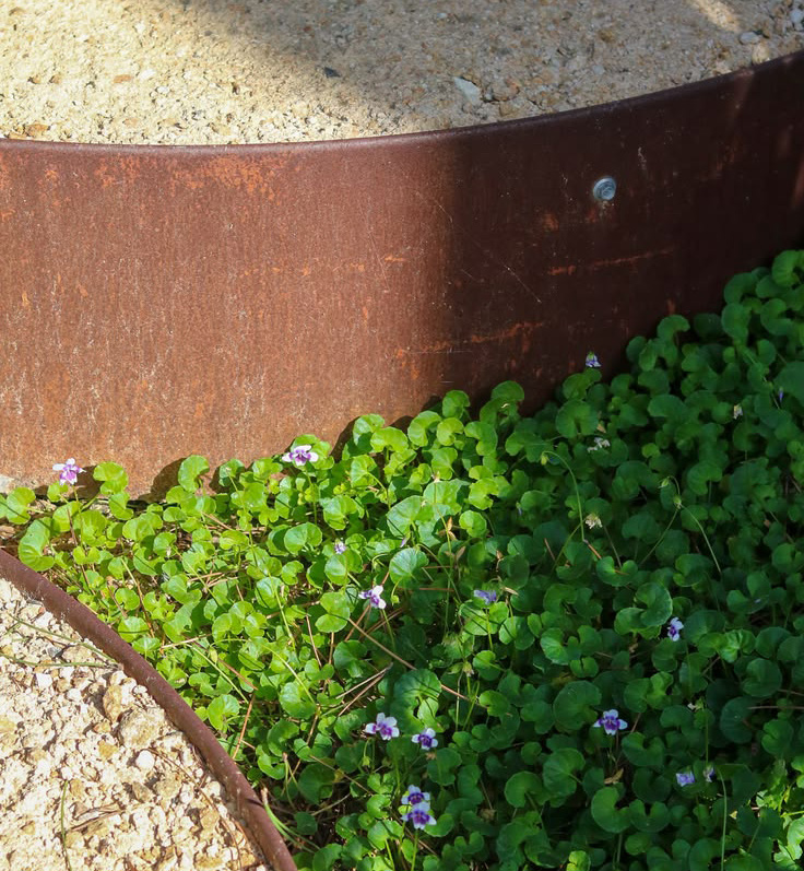 Reference image: small purple flowers against a curved rusted steel garden edge.